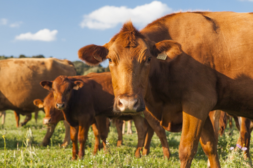 La Vaca Menorquina