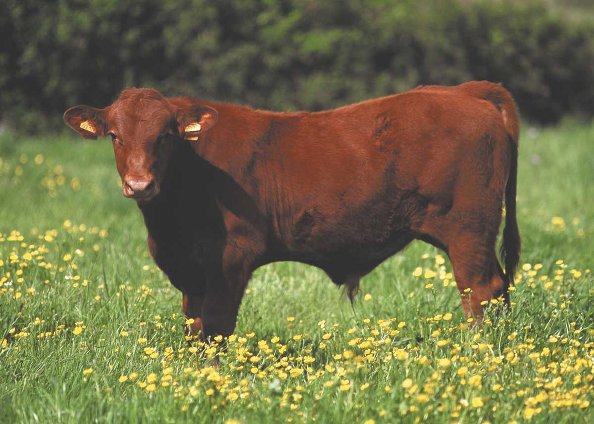 Producción II